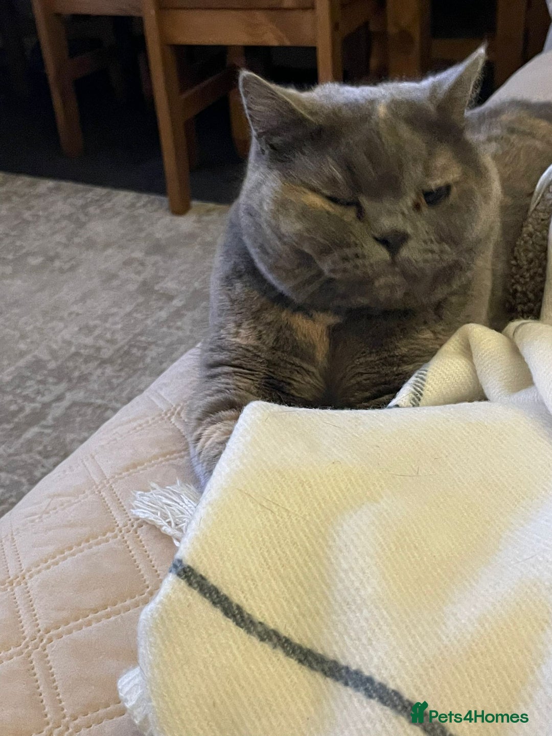 British Shorthair cats for sale: Beautiful British shorthair - Image 3