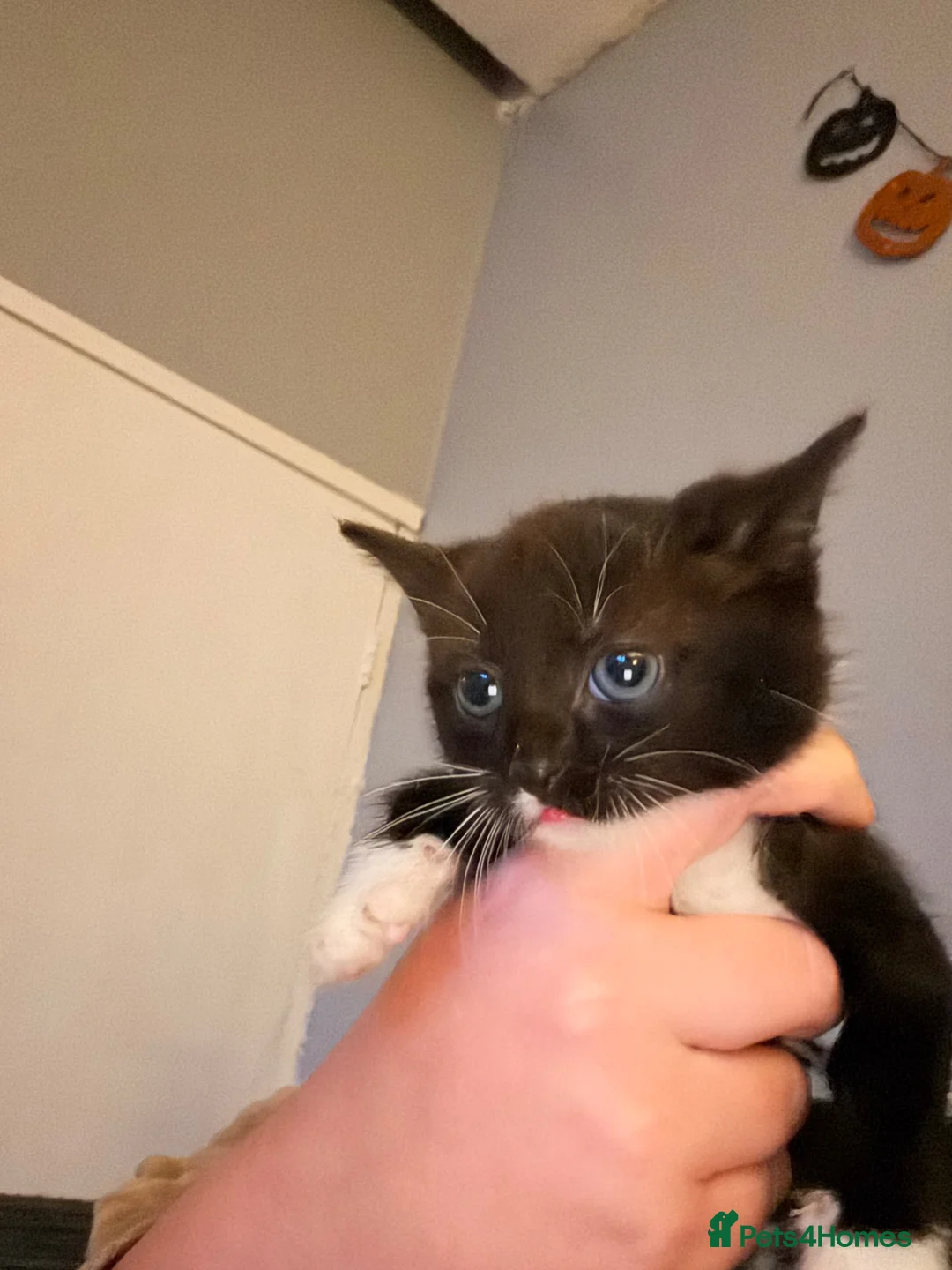 Mixed Breed cats for sale: 3 kittens for sale 2 boys and 1 girl - Advert 2