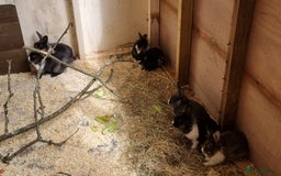 Mixed Breed rabbits for sale: 3 male lion head cross Dutch left  - Image 2