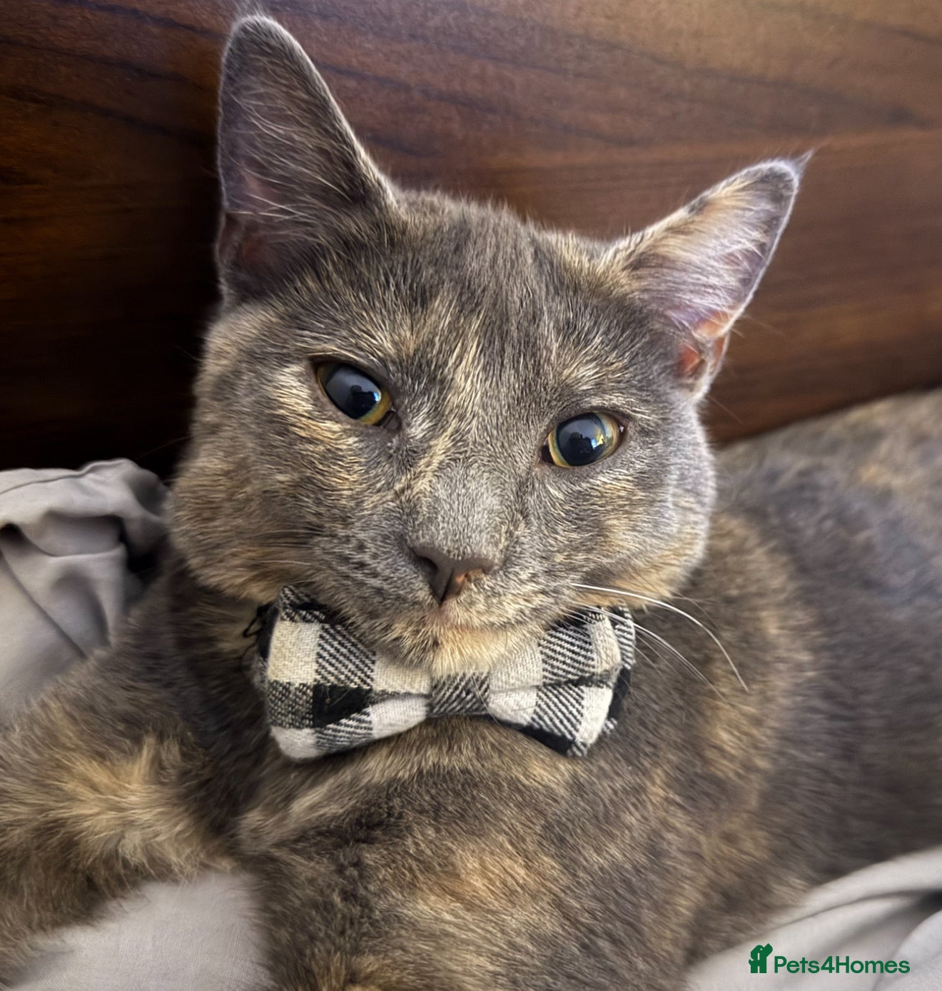 Mixed Breed cats Kittens for sale  in Ipswich - Advert 1