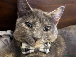 Mixed Breed cats Kittens for sale in Ipswich - Advert 1