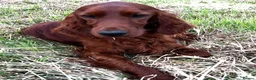 Irish Setter dogs for sale: Quality IRISH SETTER Puppies - Advert 27