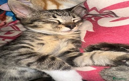 Mixed Breed cats for sale: 5 baby’s ready for there forever homes  - Image 8