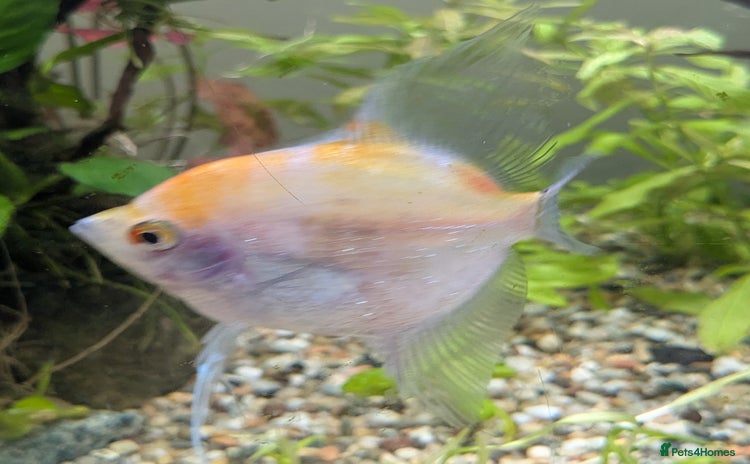 Catfish fish in Leicester - Advert 5