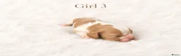 Cavalier King Charles Spaniel dogs for sale: 🐾 KC Registered Cavalier King Charles Spaniel 🐾 - Advert 5