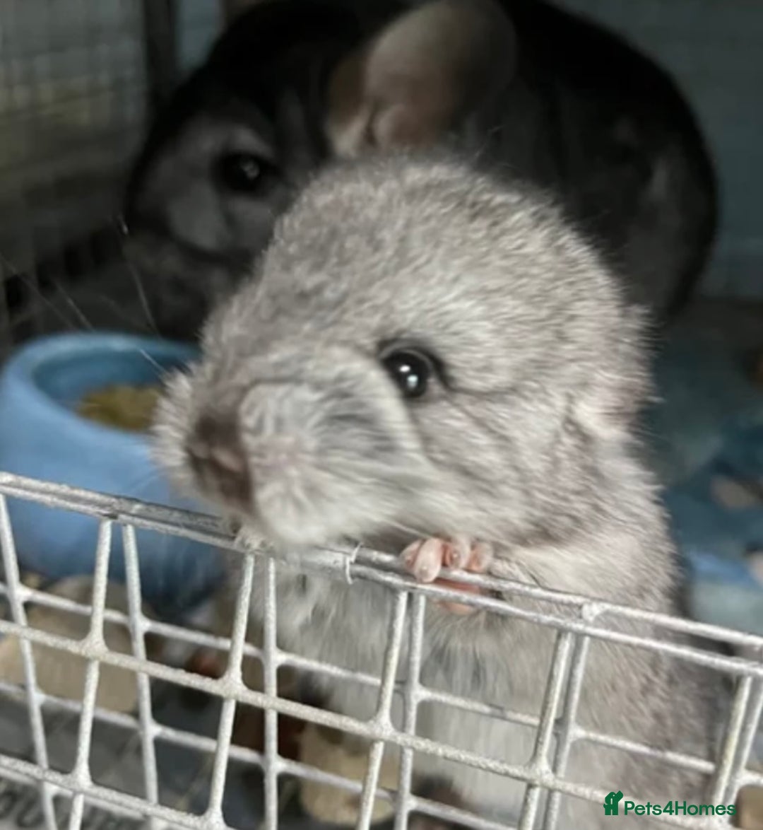Chinchilla rodents for sale: One female standard grey DOB 2/04/2025 in Macclesfield - Image 4