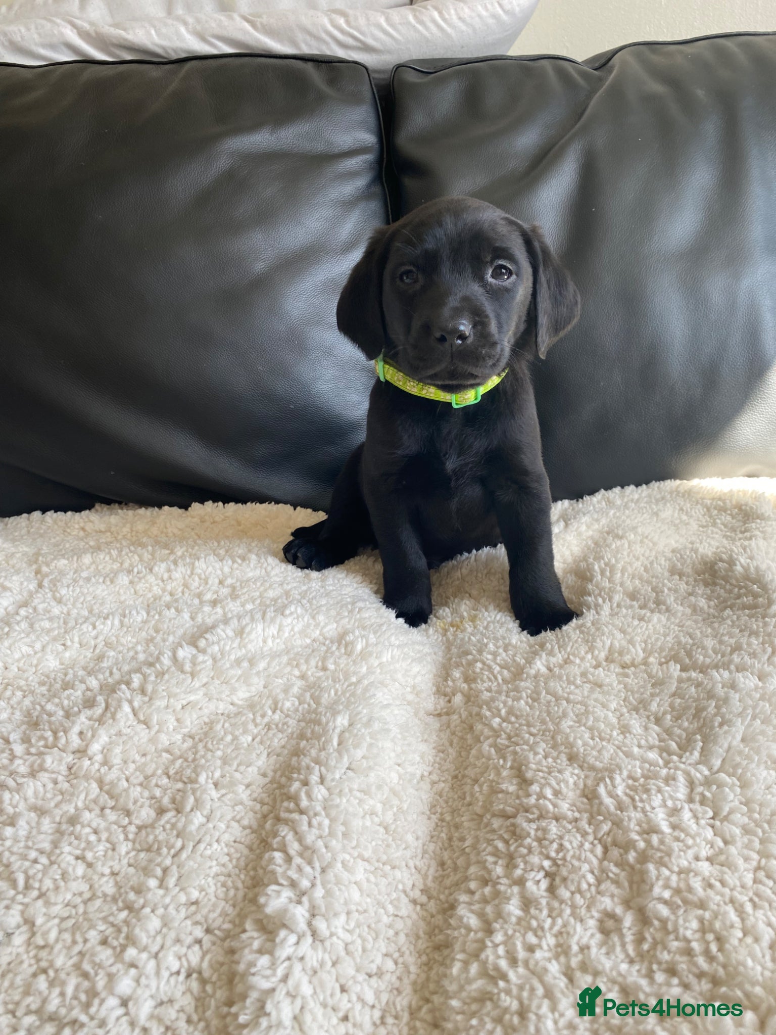 Labrador Retriever dogs REDUCED!! READY NOW!! KC Labrador puppies.  - Advert 4