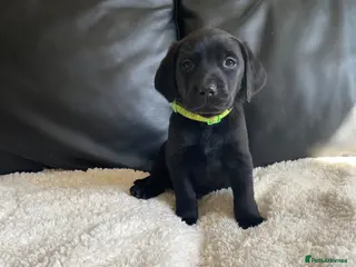 Labrador Retriever dogs REDUCED!! READY NOW!! KC Labrador puppies. - Advert 5