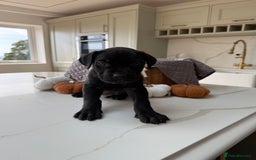 Cane Corso dogs for sale: Beautiful Cane Corso Puppies - Image 4