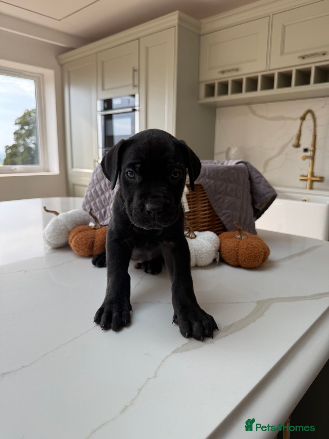 Cane Corso dogs for sale: Beautiful Cane Corso Puppies - Image 4