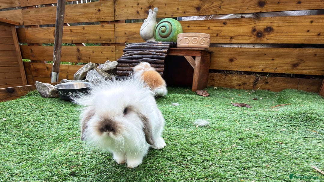 Mini Lion Lop rabbits for sale: Baby lion lops  - Advert 3