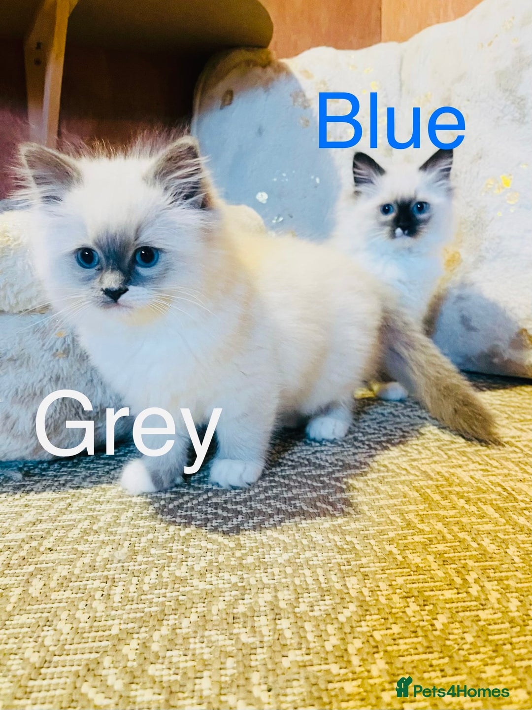Ragdoll cats for sale: Ragdoll kittens ready 28th Jan  - Advert 16