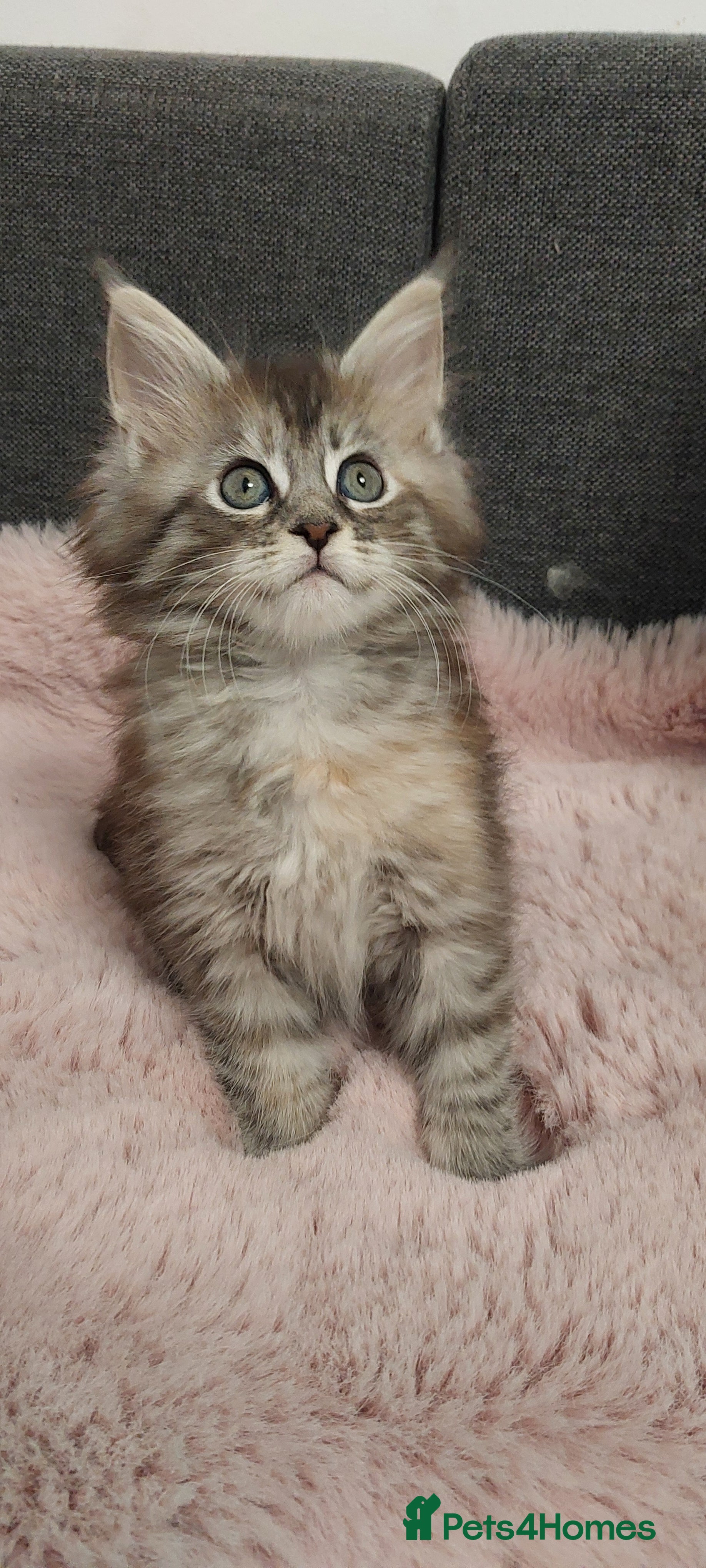 Maine Coon cats ❤️❤️❤️Maine Coon  kittens❤️❤️ - Advert 16