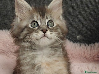 Maine Coon cats ❤️❤️❤️Maine Coon kittens❤️❤️ - Advert 16
