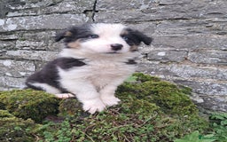 Border Collie dogs for sale: Collie pup for sale - Advert 2