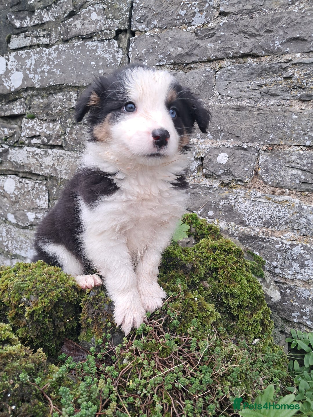 Border Collie dogs for sale: Collie pup for sale - Advert 2