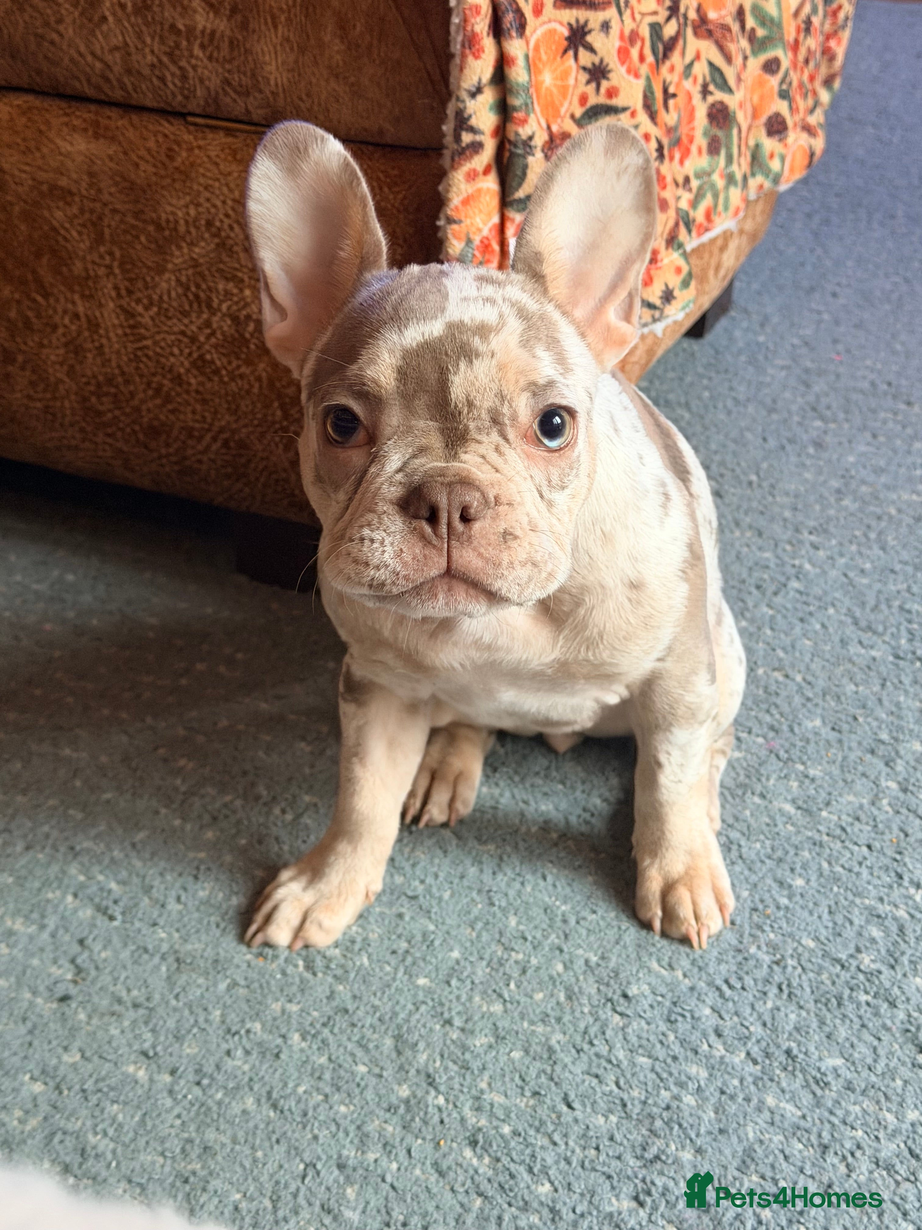 French Bulldog dogs Beautiful Merle Girl - Advert 1