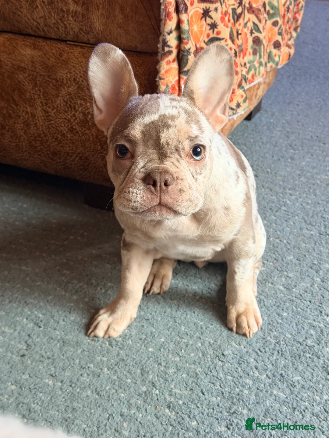 French Bulldog dogs for sale: Rojo & Isabella Merle Girl Pup - Advert 1