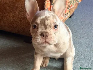 French Bulldog dogs Beautiful Merle Girl - Advert 1