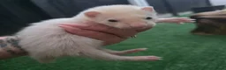 Ferret rodents for sale: 3 beautiful boys for sale  - Advert 3