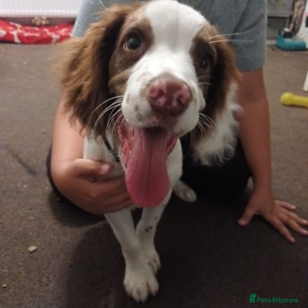 English Springer Spaniel dogs for sale: Sprinter spaniel  - Image 2