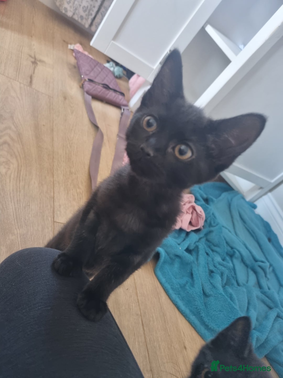 Domestic Shorthair cats for sale: Kittens for sale ready to leave £100 - Image 1