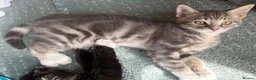 Mixed Breed cats for sale: Grey and white kittens in Preston - Advert 3