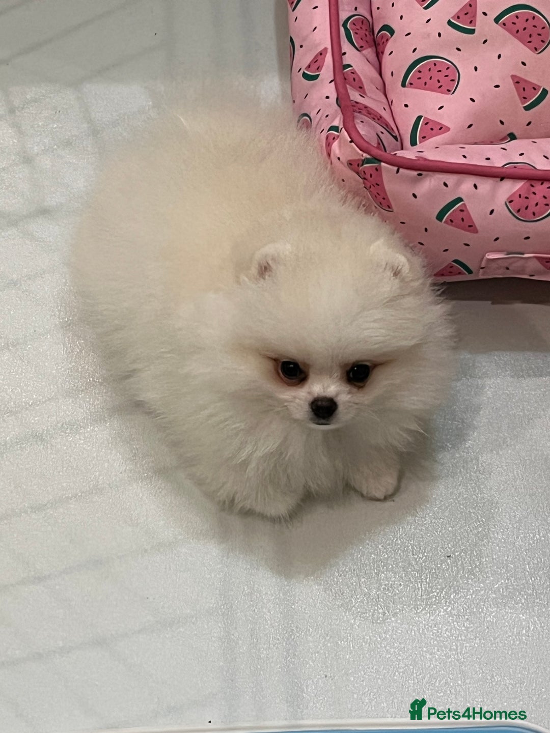 Pomeranian dogs for sale: Amazing Pom Puppies from Five Star breeder.  - Image 16