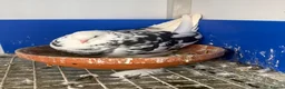 Pigeons birds for sale: West of England tumblers in Banbury - Advert 4