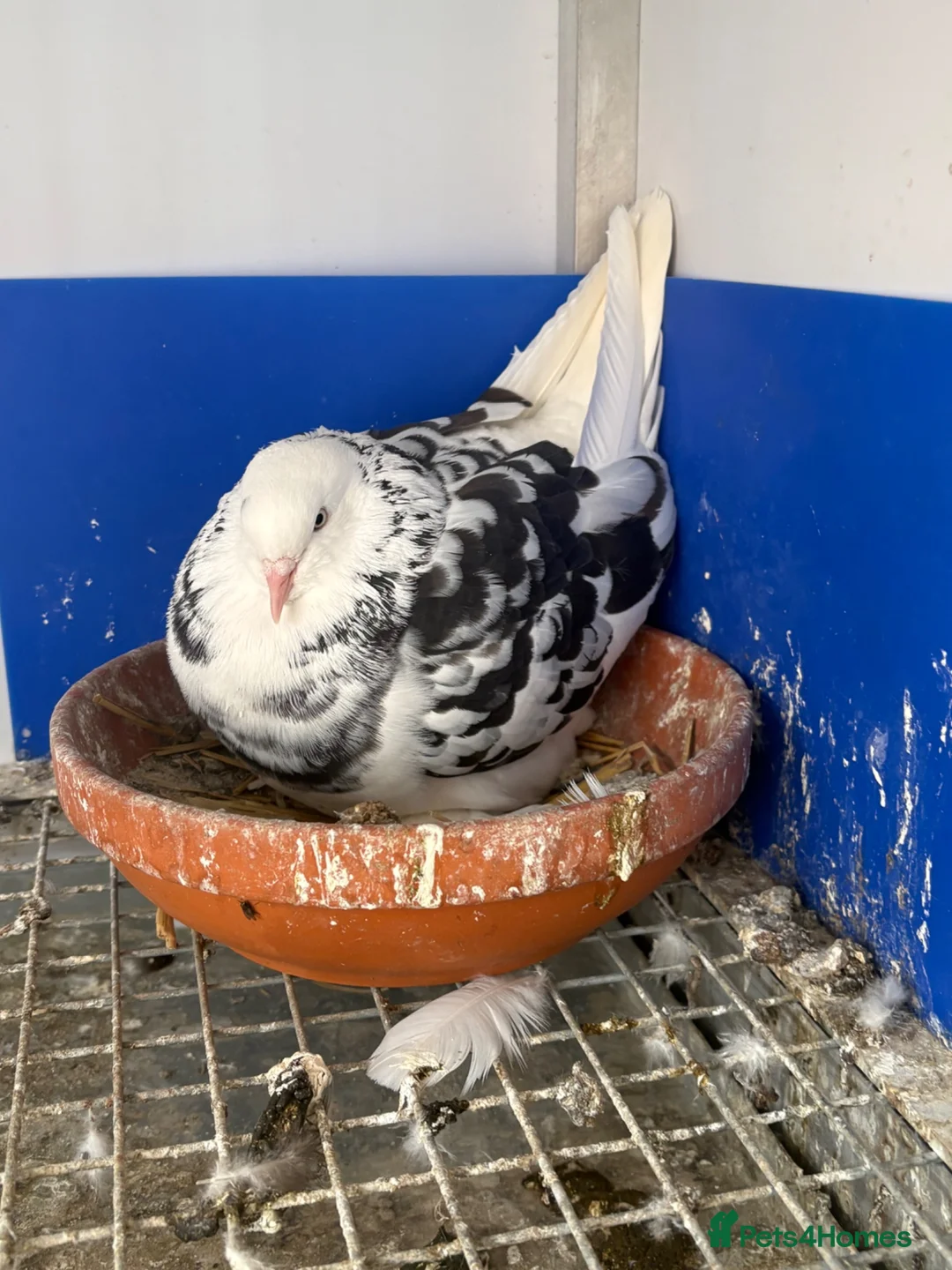 Pigeons birds for sale: West of England tumblers in Banbury - Advert 4
