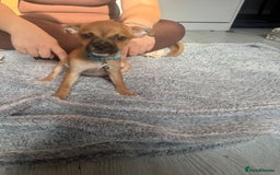 Mixed Breed dogs for sale: Chihuahua puppies £300 - Image 23