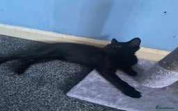 Mixed Breed cats for sale: MALE KITTEN NEEDS A NEW HOME ASAP - Image 3