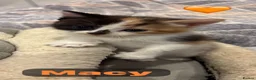 Mixed Breed cats for sale: 🩵🩷…7 stunning kittens…🩷🩵 - Advert 34