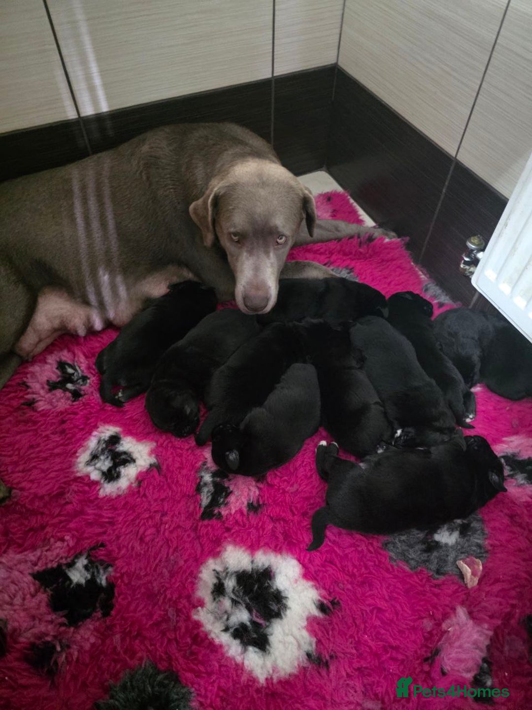 Mixed Breed dogs for sale: Aussiedor puppies - Image 6