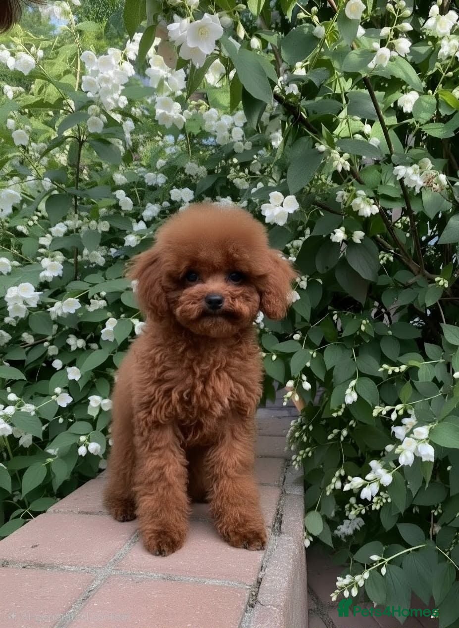 Toy Poodle dogs Gorgeous Red Toy Poodle Puppy - Advert 1
