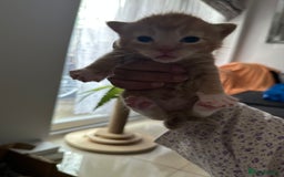 Domestic Shorthair cats for sale: 6 ginger kittens for sale - Image 10