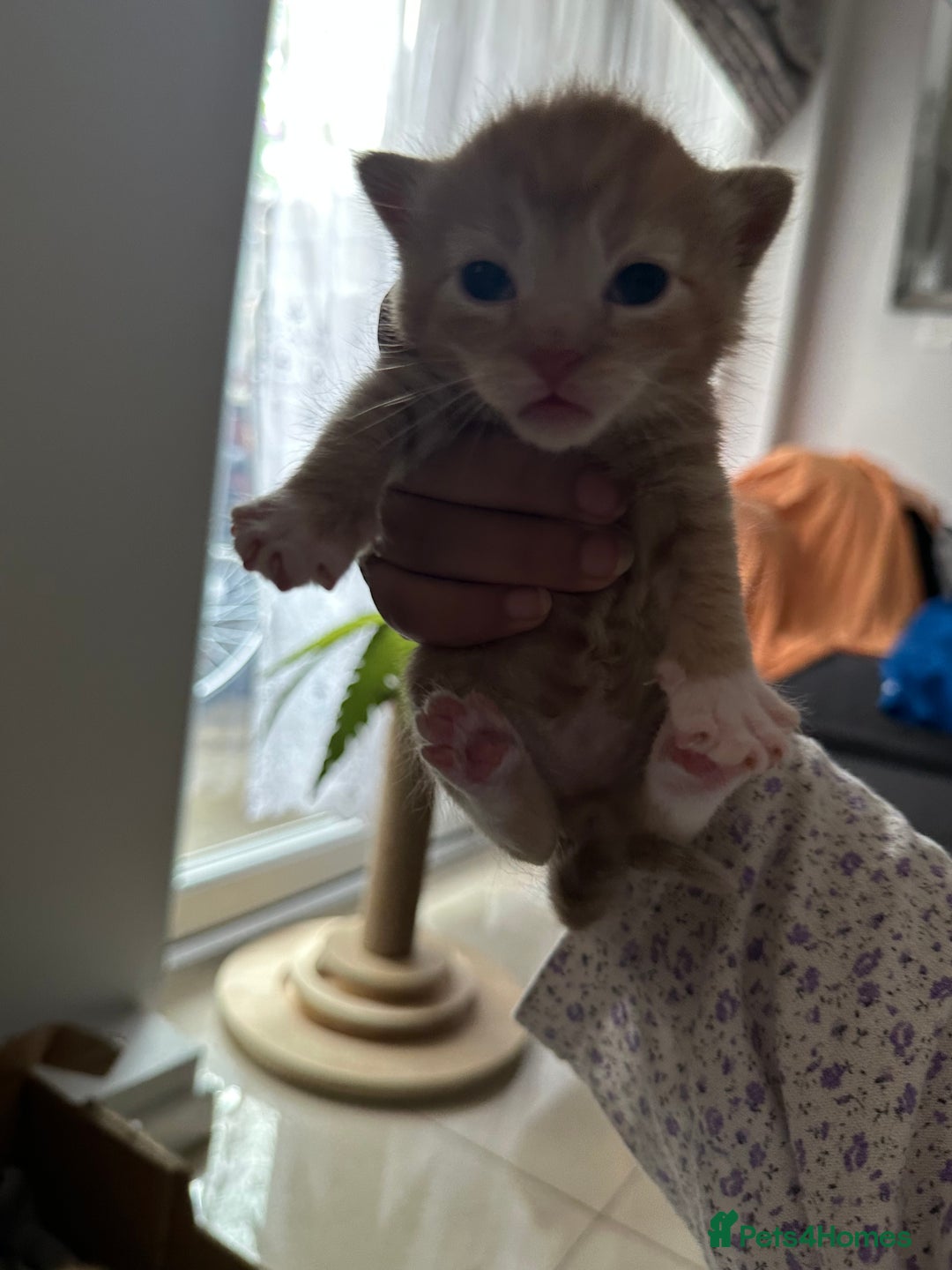 Domestic Shorthair cats for sale: 6 ginger kittens for sale - Image 10