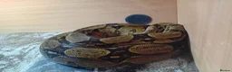 Boa Snake reptiles for sale: Female Red tail Boa Constrictor 6 Y/O 7 to 8ft in Preston - Advert 1