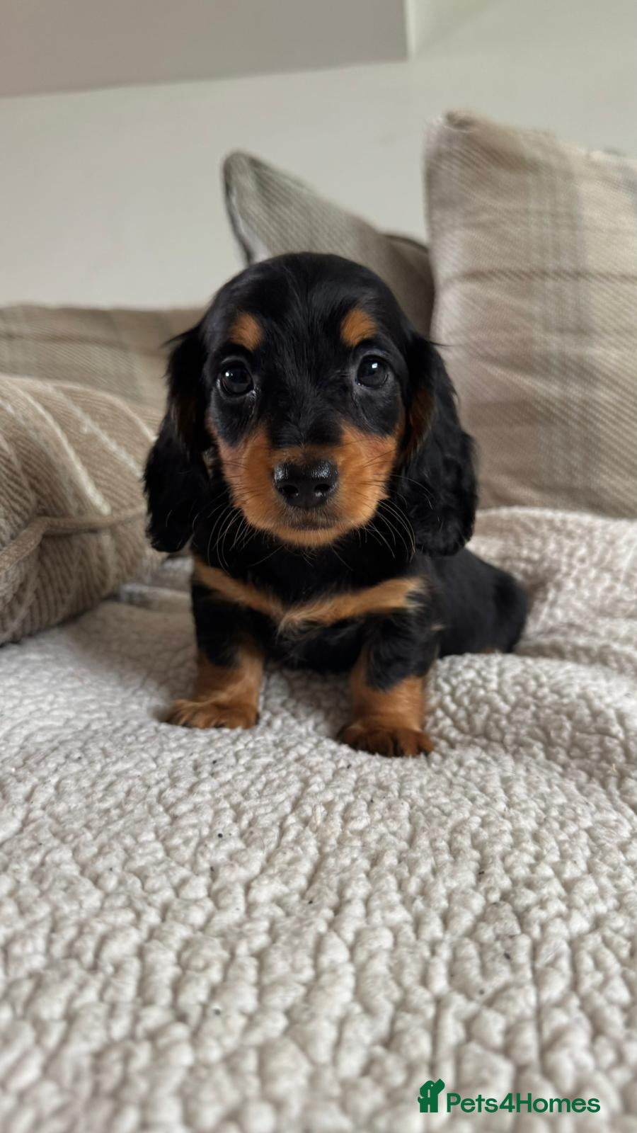 Dachshund dogs BEAUTIFUL KC REG & PRA CLEAR MINI DACHSHUNDS🩷💙 - Advert 1
