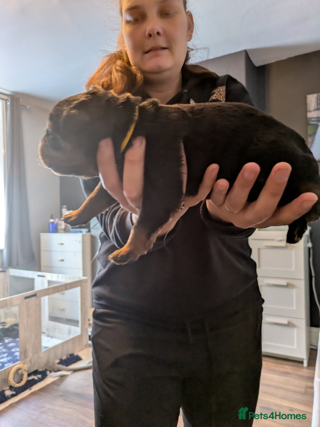 Rottweiler dogs for sale: Stunning Rottweiler pups  - Image 8