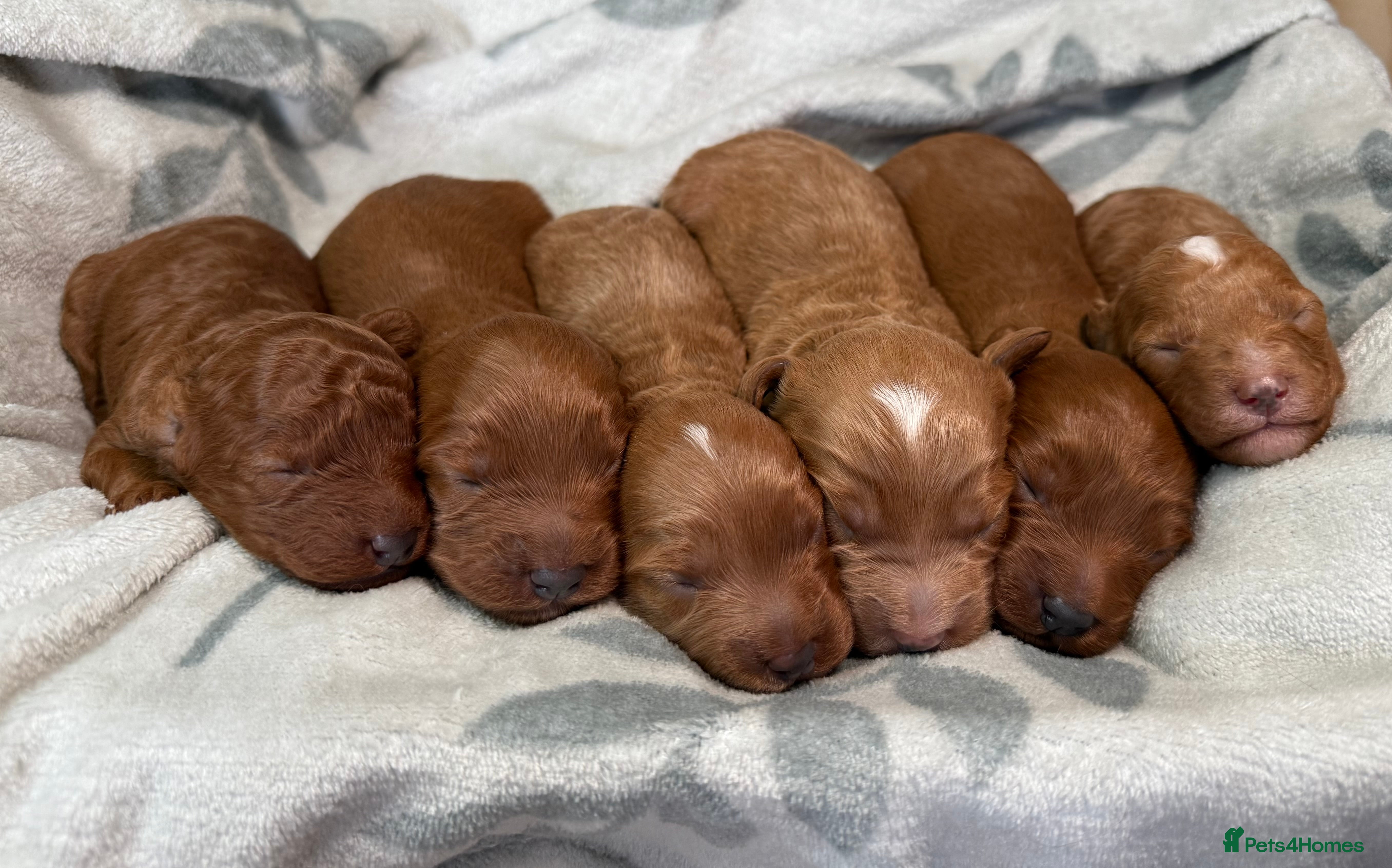 Cavapoo dogs 6 Cute Cavapoo puppies 6 - ready for homes in feb  - Advert 4