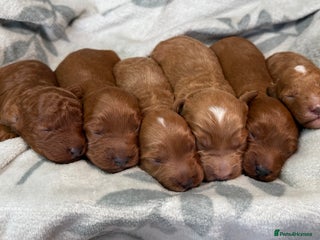 Cavapoo dogs 6 Cute Cavapoo puppies 6 - ready for homes in feb - Advert 7