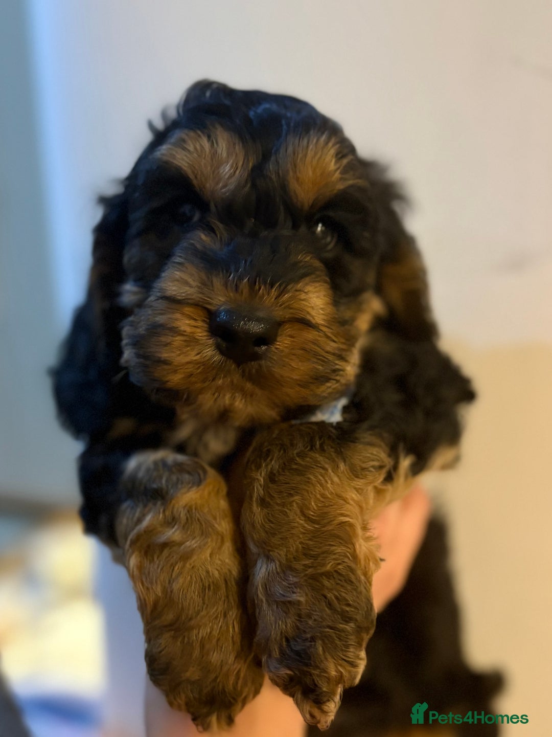 Cockapoo dogs for sale: Small F1 Cockapoos for sale - Image 4