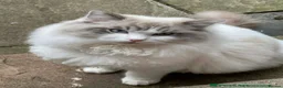 Ragdoll cats for sale: Beautiful pedigree ragdolls  - Advert 15
