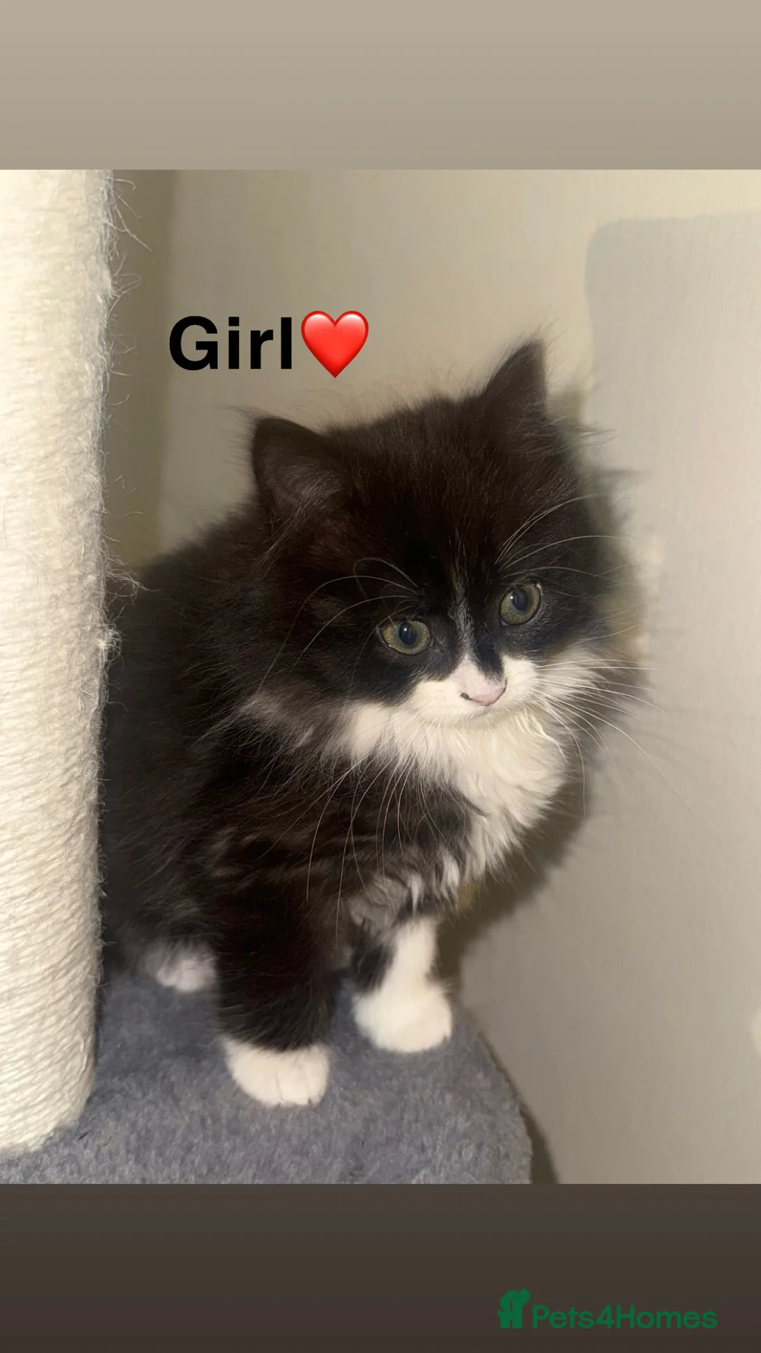 Mixed Breed cats for sale: 2 beautiful British shorthair X kittens - Advert 6