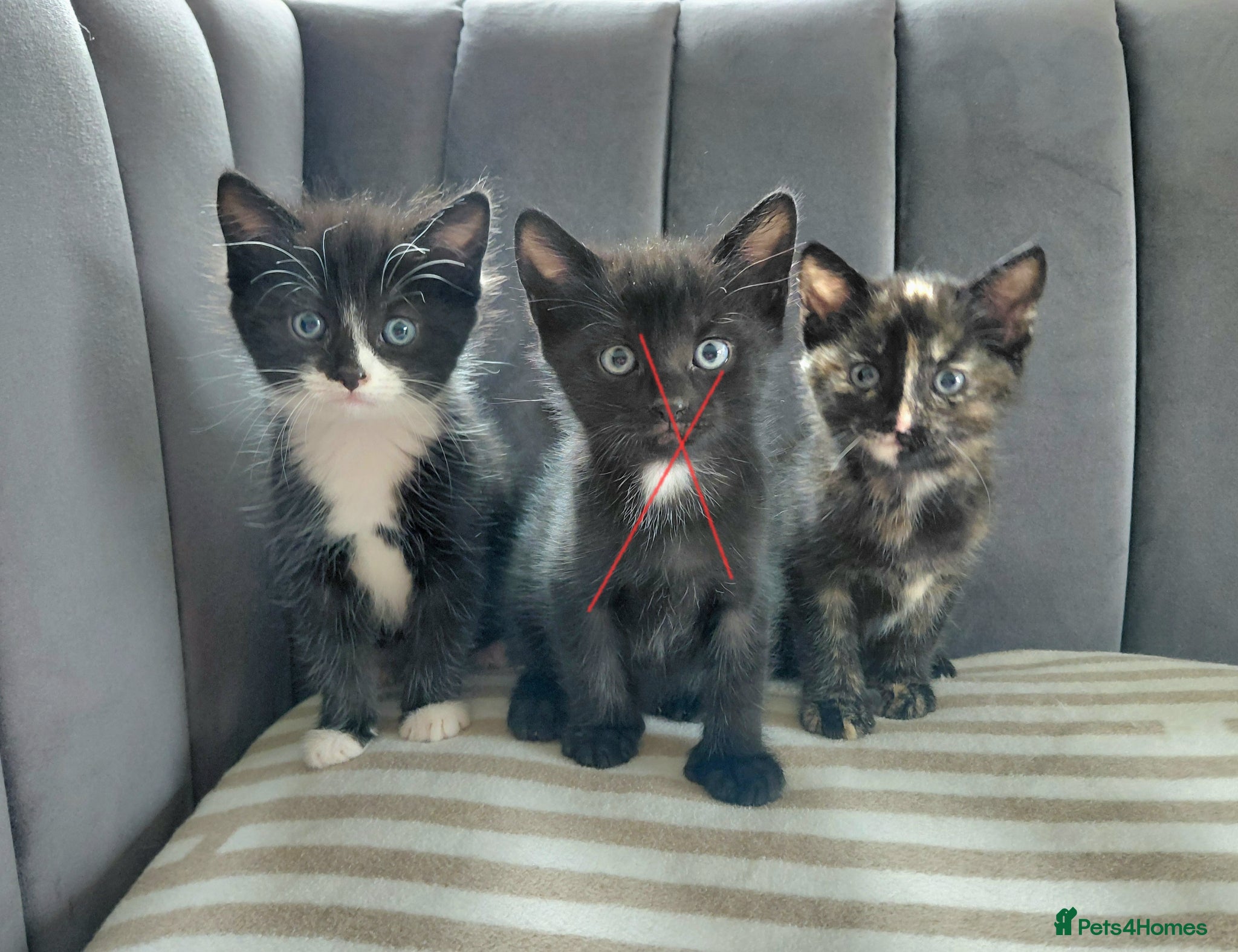 British Shorthair cats Gorgeous Kittens for sale - Advert 15