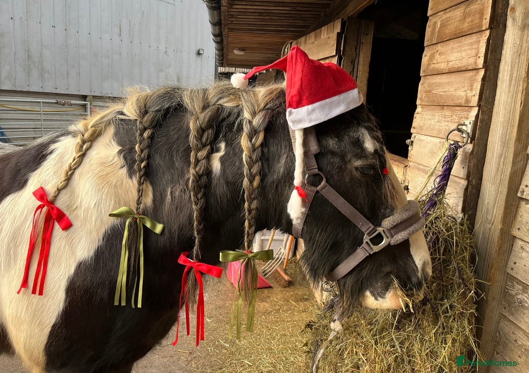 Other Breed horses for sale: Willow  - Advert 3