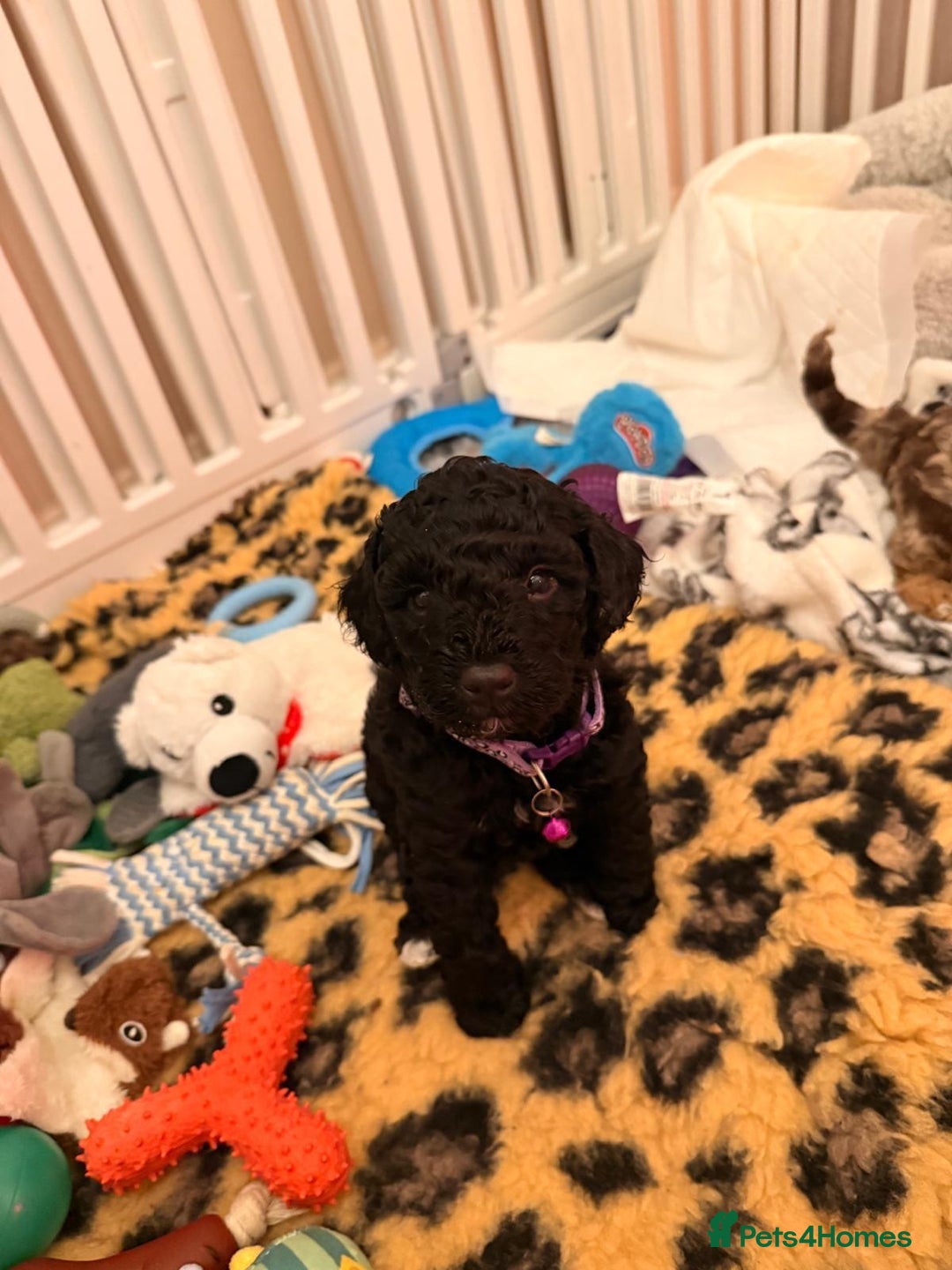 Cavapoo dogs for sale: 2 Male 2 Female unique colours Cavapoo’s - Advert 4