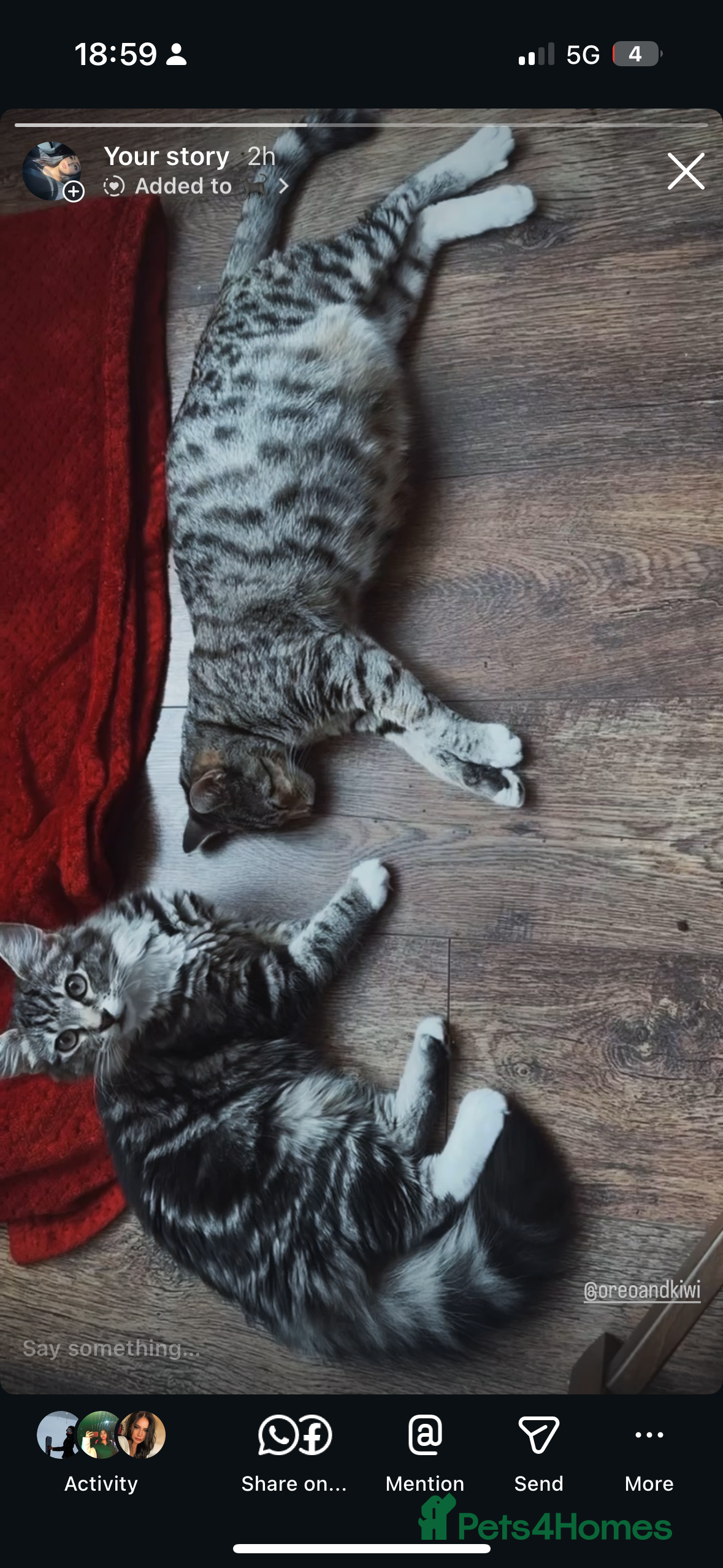 Mixed Breed cats Mixed breed (Bengal/Mainecoon/tabby) - Advert 23