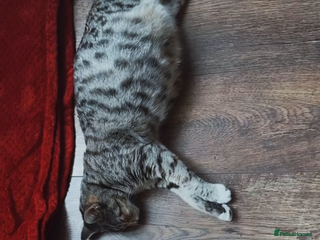 Mixed Breed cats Mixed breed (Bengal/Mainecoon/tabby) - Advert 24